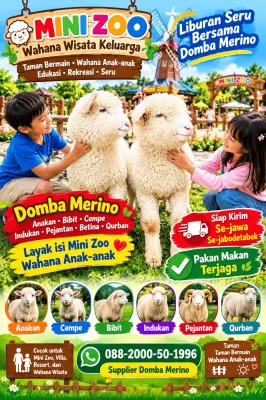 jual anakan cempe domba merino